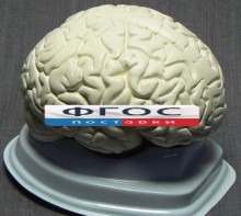 Модель "Мозг в разрезе" (белый) - fgospostavki.ru - Москва