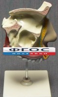 Модель "Разрез носоглотки" - fgospostavki.ru - Москва