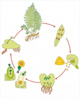 Модель-аппликация Размножение папоротника - fgospostavki.ru - Москва