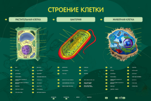 Электрифицированный стенд "Строение клетки" с маркерными полями - fgospostavki.ru - Москва