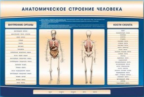 Электрифицированный стенд-тренажер c макетом скелета "Анатомическое строение человека" - fgospostavki.ru - Москва