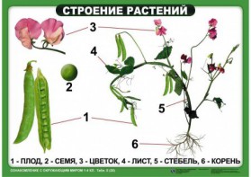 Комплект таблиц "Ознакомление с окружающим миром 1-4 класс" - fgospostavki.ru - Москва