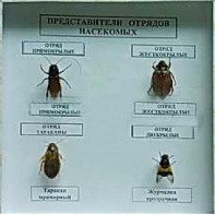 Коллекция энтомологическая "Представители отряда насекомых" - fgospostavki.ru - Москва