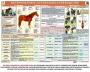 Комплект плакатов "Служебное коневодство" - fgospostavki.ru - Москва