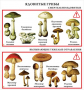 Комплект кодотранспарантов "Грибы" - fgospostavki.ru - Москва