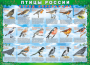 Комплект таблиц "Птицы России (4 листа)" (100х140 сантиметров, винил) - fgospostavki.ru - Москва
