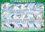 Комплект таблиц "Птицы России (4 листа)" (100х140 сантиметров, винил) - fgospostavki.ru - Москва