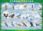 Комплект таблиц "Птицы России (4 листа)" (100х140 сантиметров, винил) - fgospostavki.ru - Москва