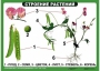 Комплект таблиц "Ознакомление с окружающим миром 1-4 класс" - fgospostavki.ru - Москва